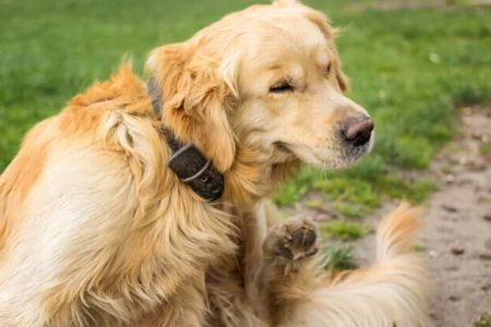 Signs Your Dog May Have a Flea Allergy – Recognize the Symptoms and Find Relief