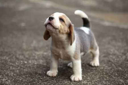 When to Get Your Puppy Vaccinated: A Complete Guide to Puppy Vaccinations