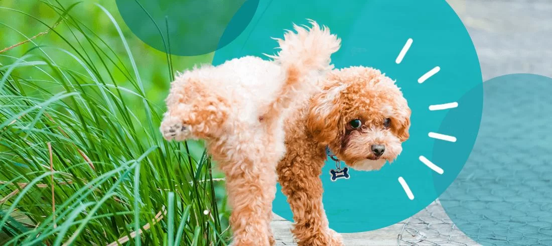 Signs Your Dog May Have a UTI – Recognize the Symptoms and Get the Right Treatment