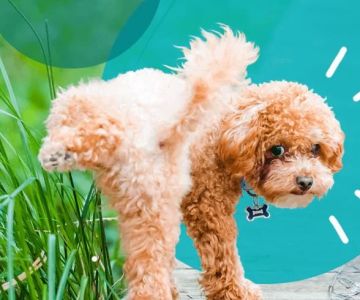 Signs Your Dog May Have a UTI – Recognize the Symptoms and Get the Right Treatment