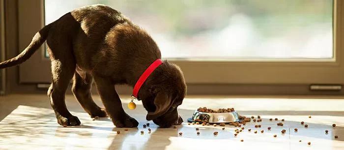 Pet Health Services for Diabetic Animals in Boston: Your Guide to Specialized Care