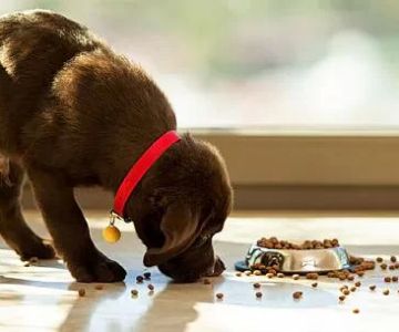 Pet Health Services for Diabetic Animals in Boston: Your Guide to Specialized Care