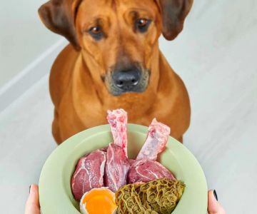 Raw Dog Food for Large Breeds: The Best Diet for Your Big Furry Friend