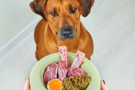 Raw Dog Food for Large Breeds: The Best Diet for Your Big Furry Friend