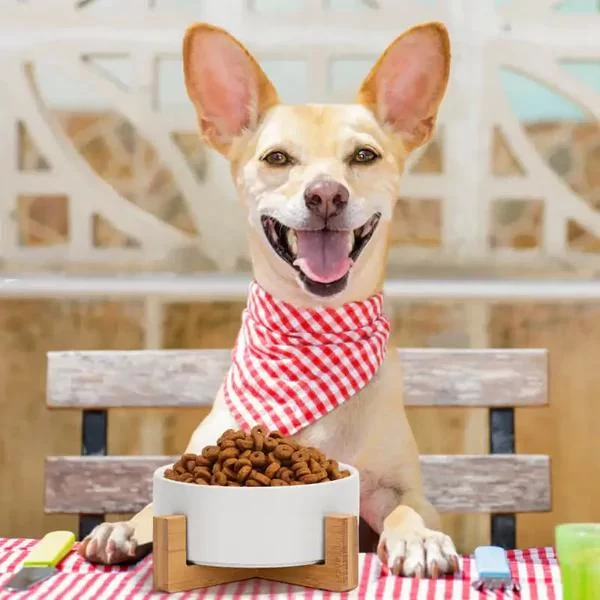 Best Water Bowls for Pets: Choosing the Right One for Your Furry Friend