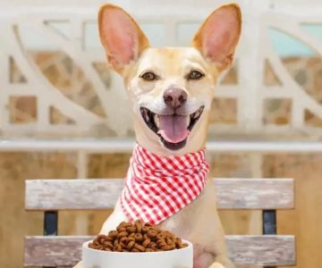 Best Water Bowls for Pets: Choosing the Right One for Your Furry Friend