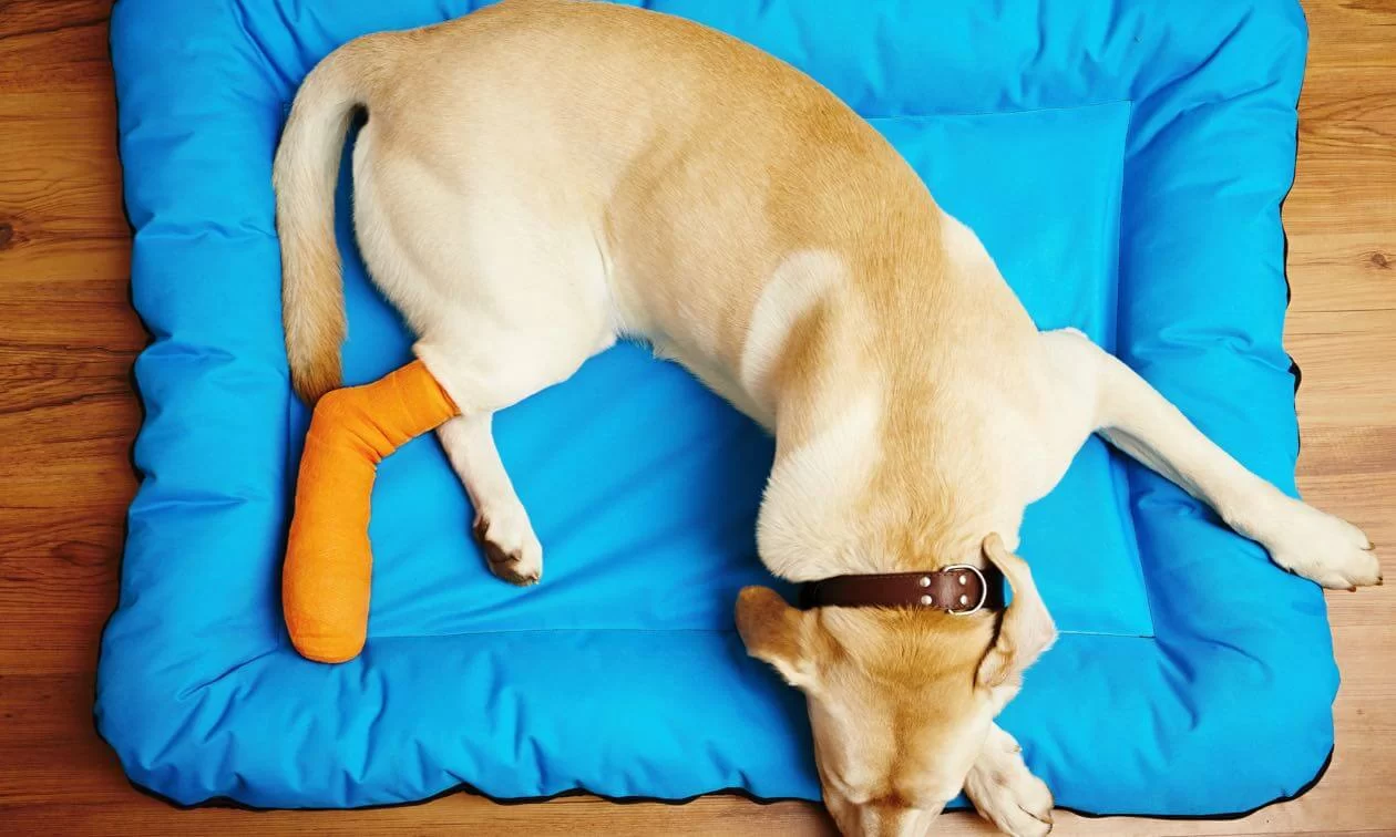 How to Care for a Dog with a Broken Leg: Essential Tips and Advice