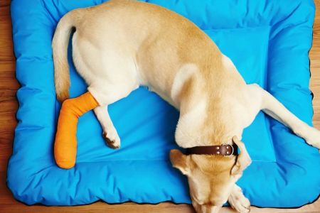 How to Care for a Dog with a Broken Leg: Essential Tips and Advice