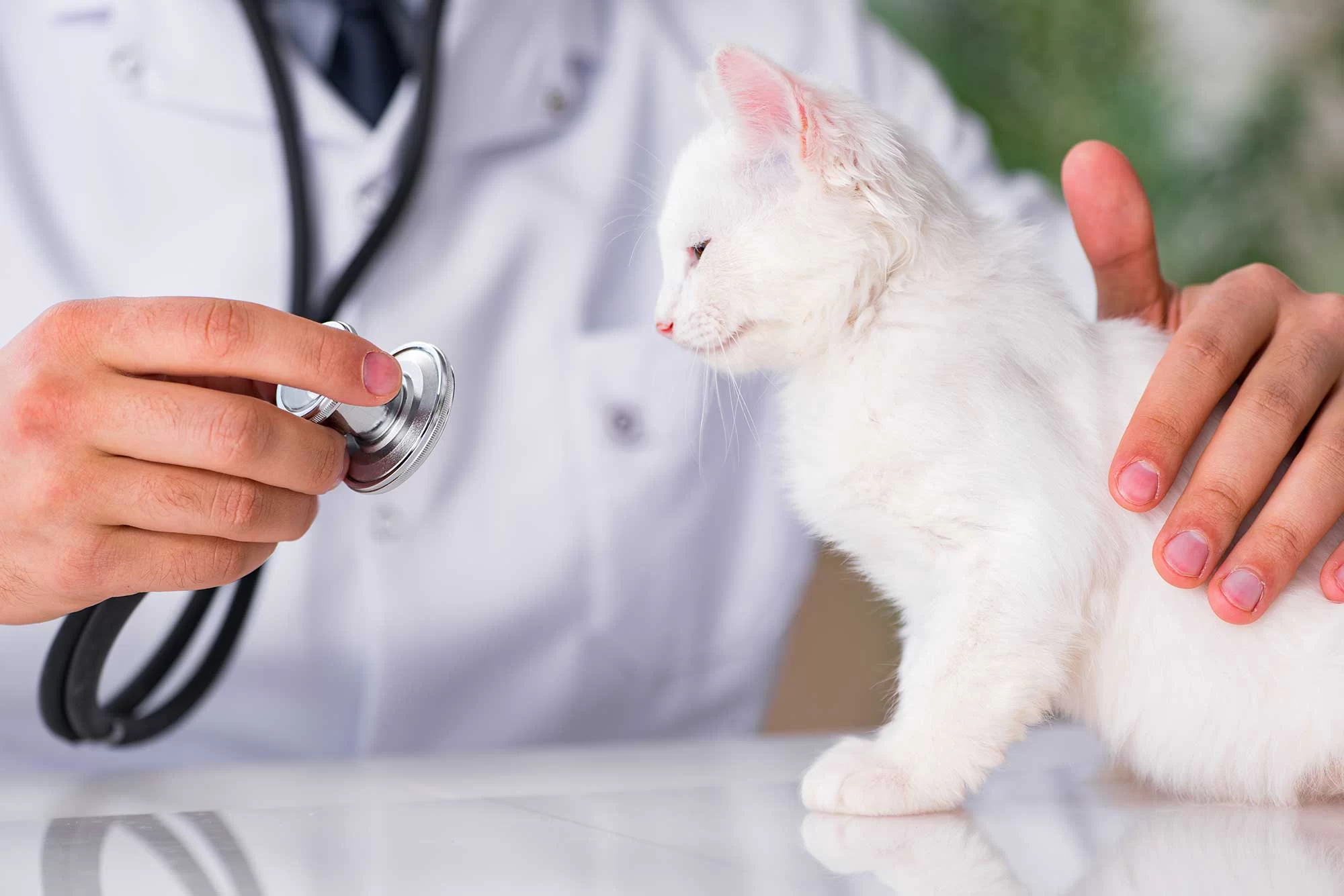 Feline Wellness Exams: Why Regular Check-ups are Essential for Your Cat’s Health