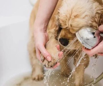How to Clean a Dog’s Paws Properly: A Step-by-Step Guide