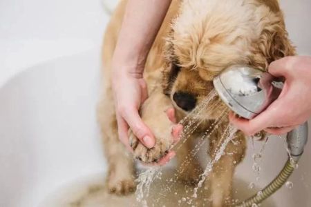 How to Clean a Dog’s Paws Properly: A Step-by-Step Guide