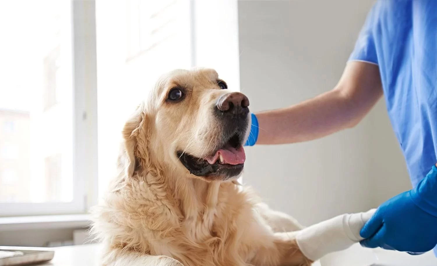 Best Vet Clinic for Emergency Pet Care in New York City: Your Guide to Finding the Right Care for Your Pet