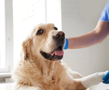 Best Vet Clinic for Emergency Pet Care in New York City: Your Guide to Finding the Right Care for Your Pet