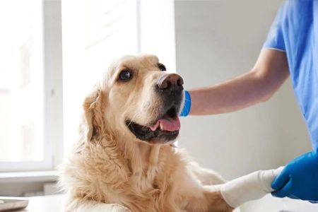 Best Vet Clinic for Emergency Pet Care in New York City: Your Guide to Finding the Right Care for Your Pet