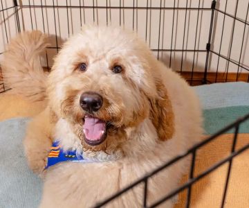 Pet Exercise Pens for Dogs: A Perfect Solution for Containing and Exercising Your Pet