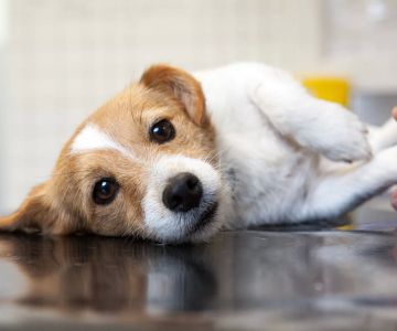 How to Handle an Aggressive Dog at the Vet: Tips for a Safe and Stress-Free Visit