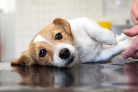 How to Handle an Aggressive Dog at the Vet: Tips for a Safe and Stress-Free Visit