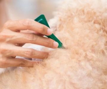 Pet Parasite Treatments: How to Protect Your Pet from Harmful Parasites