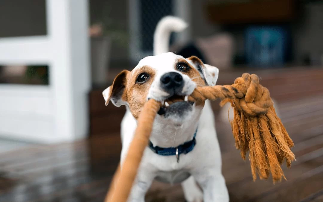 Dog Training for Specific Behavioral Issues: Effective Strategies for Addressing Common Problems