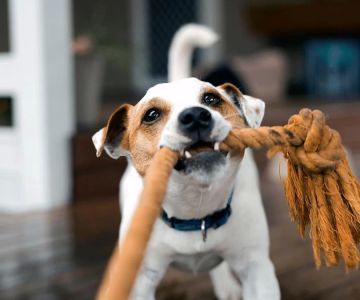 Dog Training for Specific Behavioral Issues: Effective Strategies for Addressing Common Problems