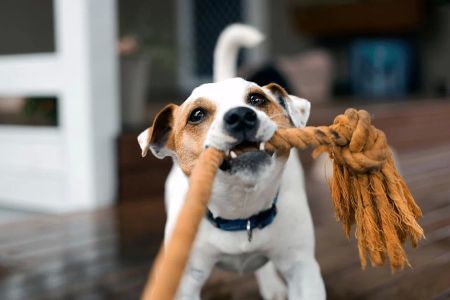 Dog Training for Specific Behavioral Issues: Effective Strategies for Addressing Common Problems