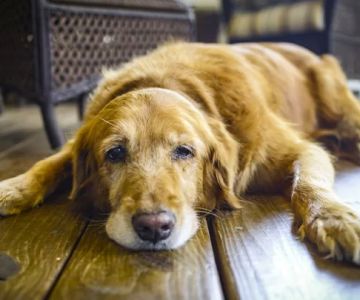 Signs Your Dog Might Have Arthritis: How to Recognize the Symptoms Early