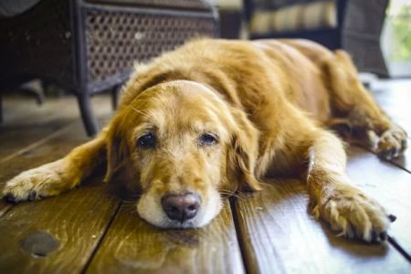 Signs Your Dog Might Have Arthritis: How to Recognize the Symptoms Early