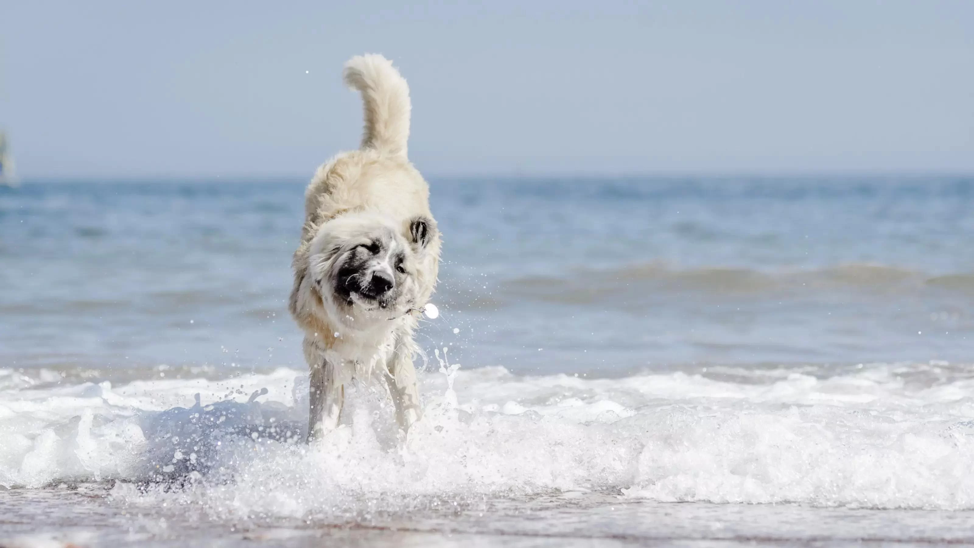 How to Keep Your Dog Cool in Summer Heat: Essential Tips for Pet Owners