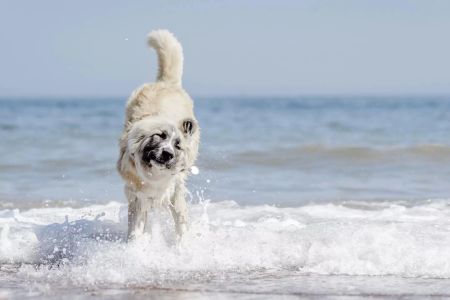 How to Keep Your Dog Cool in Summer Heat: Essential Tips for Pet Owners