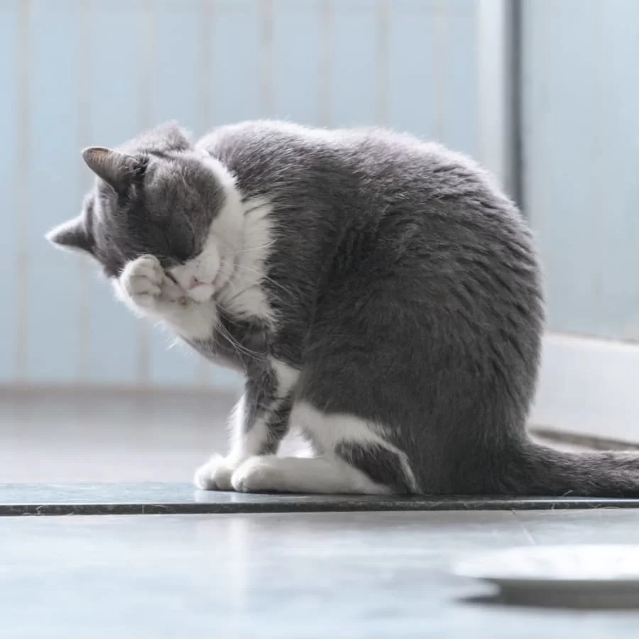 Pet Dermatology Treatment Near Me in Los Angeles: Finding the Best Care for Your Furry Friend