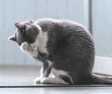 Pet Dermatology Treatment Near Me in Los Angeles: Finding the Best Care for Your Furry Friend