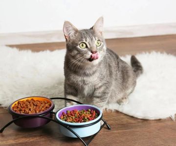 Probiotic Food for Cats with Digestive Issues: Improving Your Cat's Gut Health Naturally