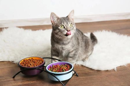 Probiotic Food for Cats with Digestive Issues: Improving Your Cat's Gut Health Naturally