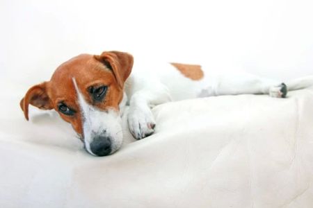 What Are the Signs of Pet Poisoning? Recognizing Early Symptoms and What to Do