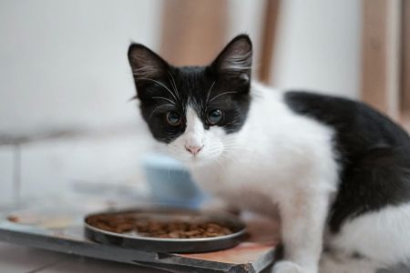 Best Food for Allergic Cats: Top Hypoallergenic Options and Tips