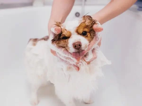 How to Treat Your Pet’s Dry Skin: Effective Solutions and Tips