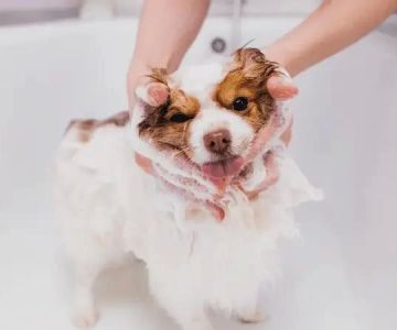 How to Treat Your Pet’s Dry Skin: Effective Solutions and Tips