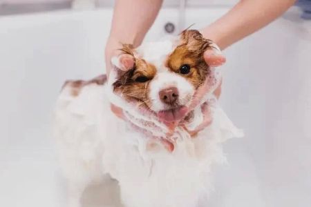 How to Treat Your Pet’s Dry Skin: Effective Solutions and Tips