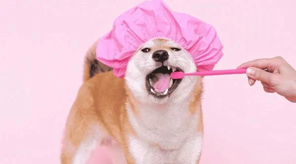 How to Keep Your Pet’s Environment Clean: Essential Tips for a Hygienic Pet Area