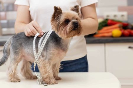 How to Help Your Dog Lose Weight: Effective Tips and Strategies