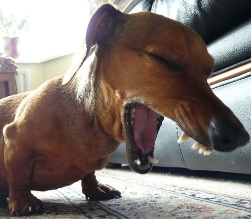 When to Take Your Dog to the Vet for a Cough: Key Signs and Symptoms to Watch For
