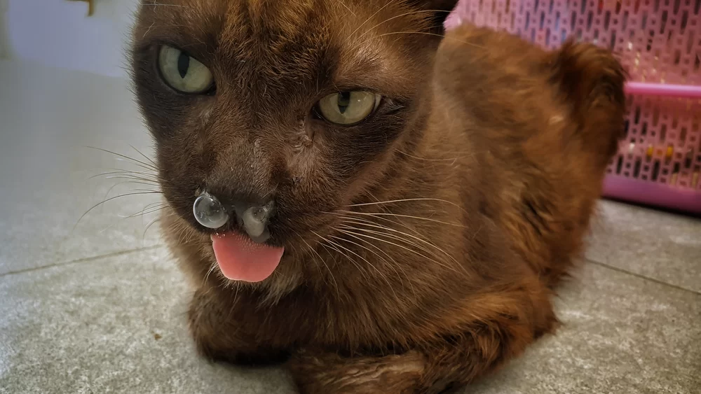Signs Your Cat Might Have a Respiratory Infection: Symptoms and Treatment