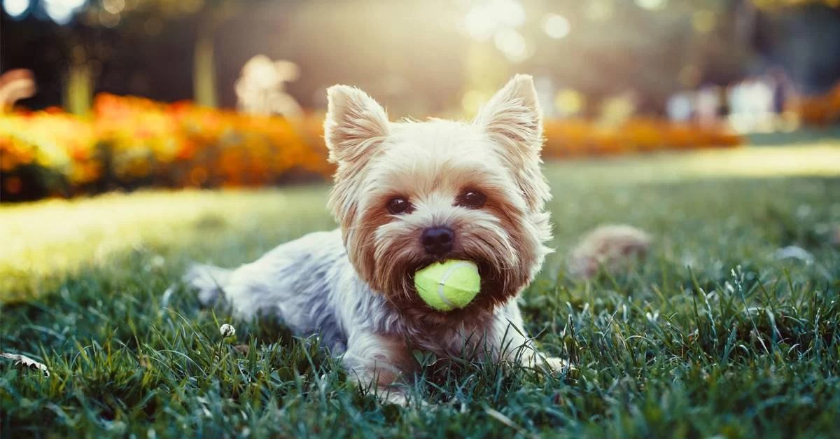 How to Protect Your Pet from Ticks in the Summer: Essential Tips for Tick-Free Fun
