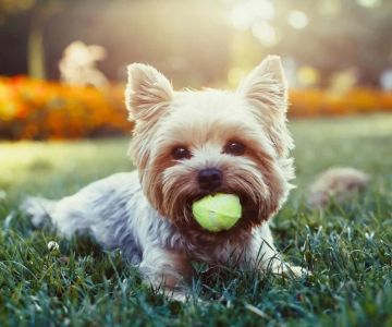 How to Protect Your Pet from Ticks in the Summer: Essential Tips for Tick-Free Fun