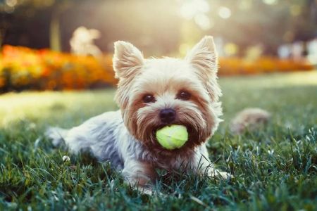 How to Protect Your Pet from Ticks in the Summer: Essential Tips for Tick-Free Fun