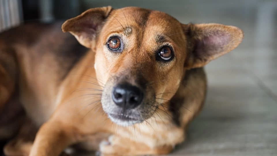 How to Reduce Your Dog’s Stress Levels: Effective Techniques and Tips