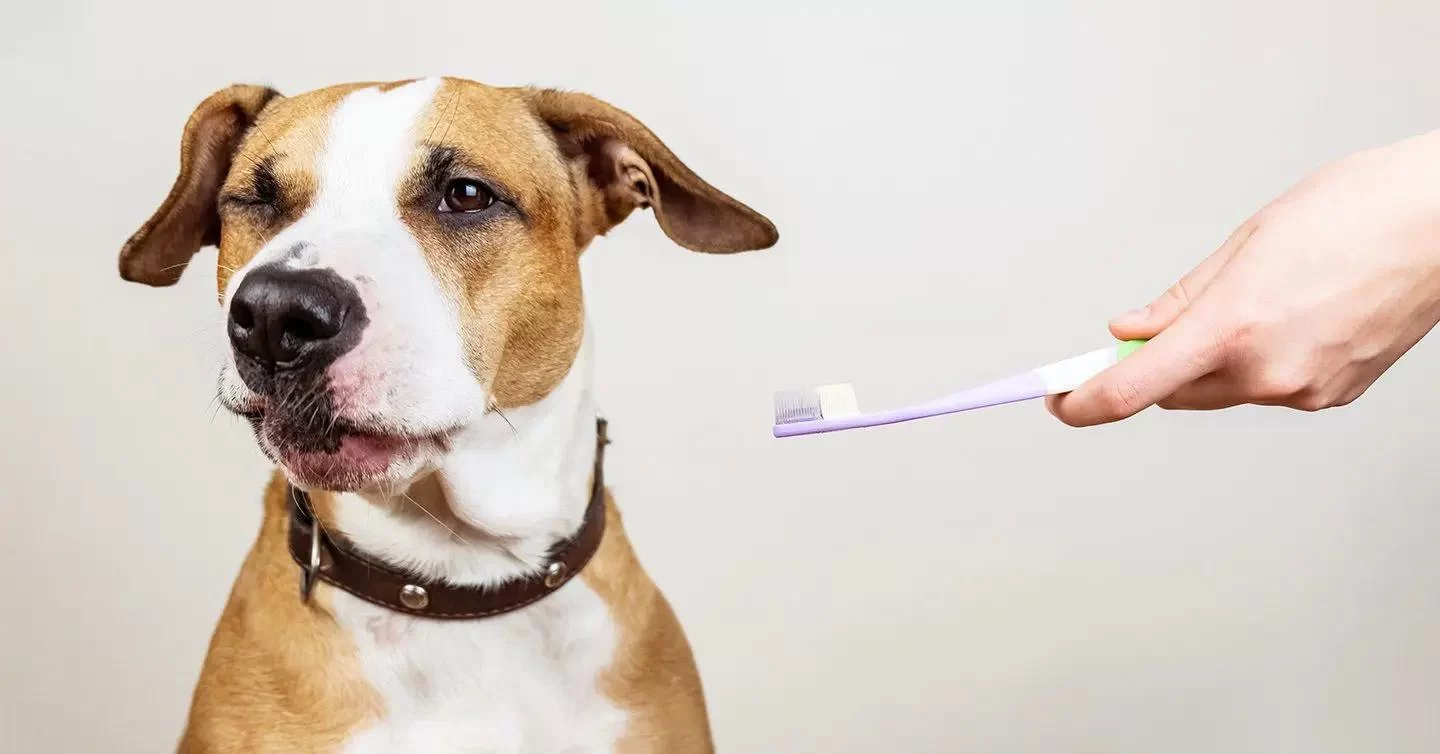 How to Clean Your Pet’s Teeth: A Complete Guide for Healthy Smiles