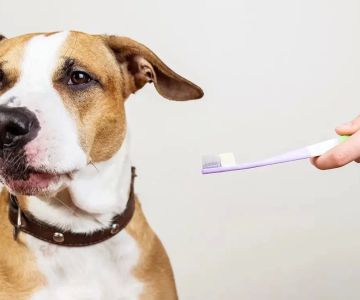 How to Clean Your Pet’s Teeth: A Complete Guide for Healthy Smiles