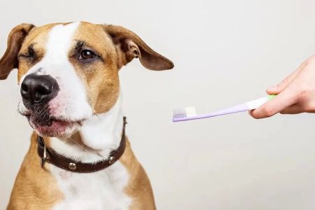 How to Clean Your Pet’s Teeth: A Complete Guide for Healthy Smiles