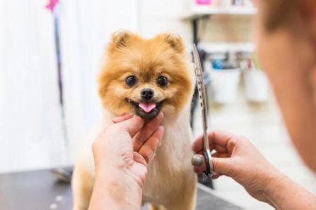 The Benefits of Regular Pet Grooming: Why It’s Important for Your Pet's Health and Wellbeing